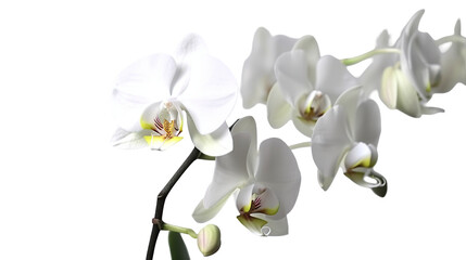 Obraz premium Close-up of elegant white orchids