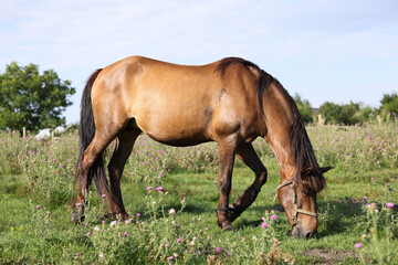Beautiful horse grazing in meadow on sunny day