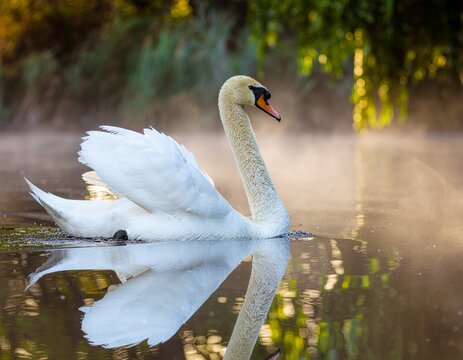 Graceful swan floats across foggy pond as gentle sunrise emerges