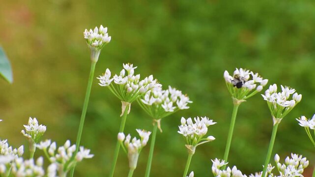 Bumble bee pollinating small white flowers with soft wind blowing