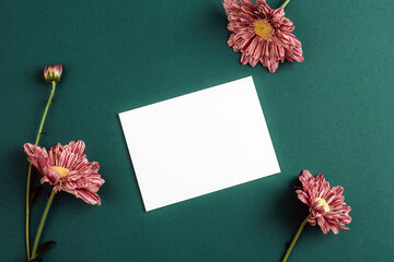 White blank card with pink chrysanthemum flowers on dark green background. Mockup for message or...