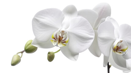 Obraz premium Close-up of two elegant white orchids with buds (1)