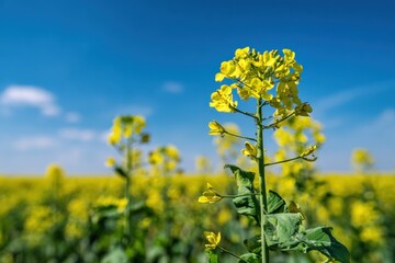 Obraz premium Vivid yellow flowers in a field