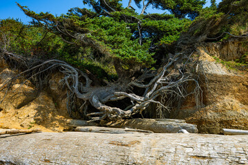 Tree of Life in Olympic National Park