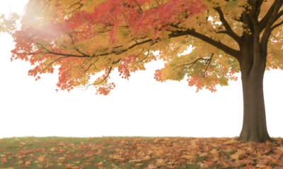Radiant Autumn Tree with Leaves Changing Color in a Serene Landscape