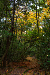日本の風景・秋　香川県小豆島　紅葉の寒霞渓　星ヶ城登山道