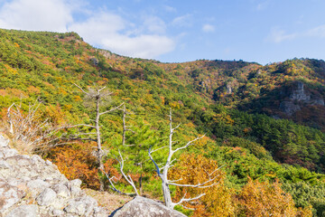 日本の風景・秋　香川県小豆島　紅葉の寒霞渓