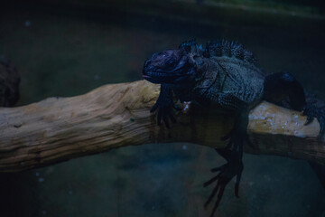 Dark Iguana Resting on a Wooden Branch in Low Light, Malaysia
