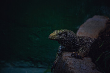 Large Monitor Lizard Exploring the Ground in Natural Habitat, Ma