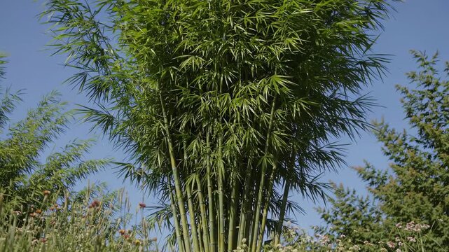 Low-angle video shot of lush green bamboo against a clear blue sky, capturing the serene beauty and height of the plants in a natural setting. Live desktop wallpaper.