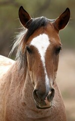 Fototapeta premium Portrait of a Wild Horse 