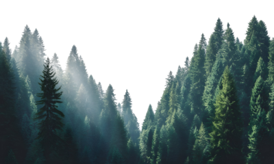 Lush Forest Scene Captivating Light and Shadow Amidst Towering Trees and Verdant Foliage