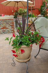 A blossoming red mandevilla bella in a flower pot. 