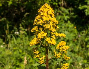 Obraz premium Close-up of a vibrant yellow flower cluster