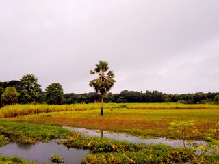 Obraz premium tree in the field