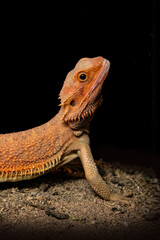 Cute gecko. Bearded agama close-up portrait. Lizards on a black background
