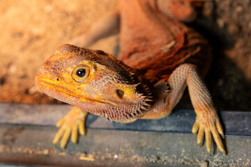 Portrait of a bearded dragon with focus on the eyes. Lizards on a black background