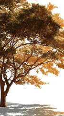 Fototapeta premium Golden Autumn Tree Silhouette Against White Background
