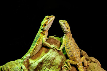 Pair of bearded dragons on a rock in a terrarium. Lizards on a black background. Animal love