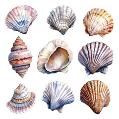 Seashell Collection, watercolor clipart vector, isolated on a white background.