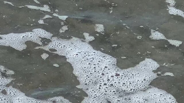 Atlantic ghost crab on the sand of the beach shore with water abruptly knocking it over
