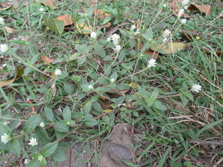 green grass in the forest