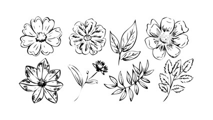 Decorative ink brush flower doodles with transparent background floral