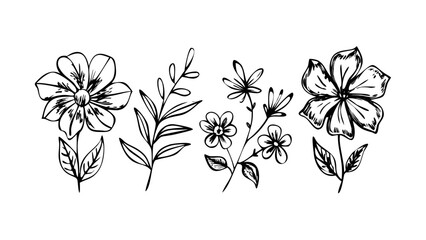 Hand Drawn Floral Elements flowers leaves