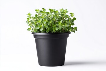 Fresh thyme in a black pot