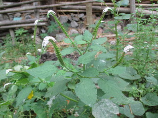 weeds that grow abundantly in the garden