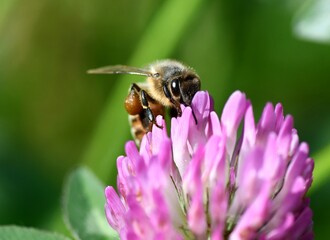 Honey bee on a flower