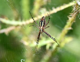 Orb spider on a web