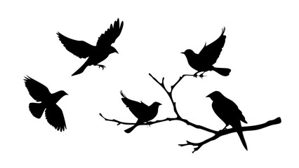 Elegant Swan Silhouette bird water bird