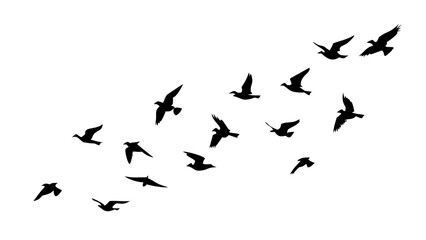Flock of Birds in Flight flying nature