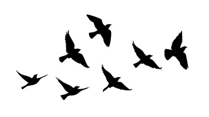 Flock of Crows in Flight birds flying