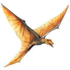 Pteranodon, watercolor painting vector, isolated on a white background. © Norya