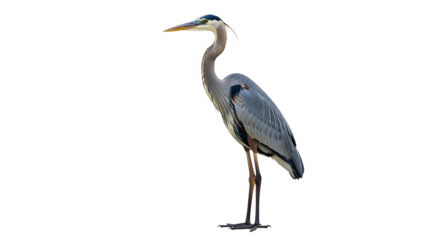 Elegant great blue heron standing tall against a clean white backdrop showcasing its sleek plumage and slender form conveying serenity and grace