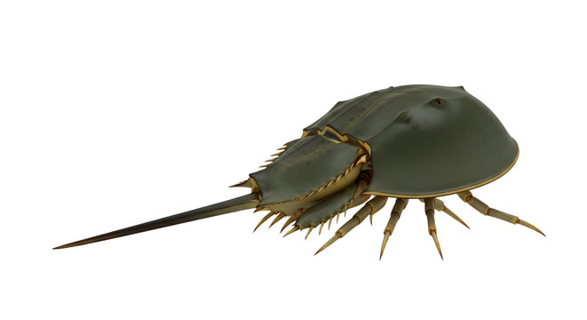 Horseshoe Crab isolated presents a unique perspective on ancient sea life on the stark white surface, showcasing its distinctive anatomy and