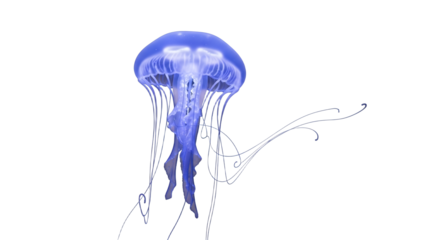 Ethereal Blue Jellyfish: A Captivating Marine Spectacle Against a Pristine White Backdrop, showcasing its bioluminescent beauty and graceful