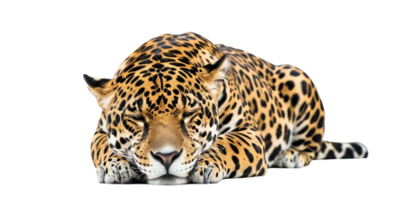 Resting Jaguar Portrait on White Backdrop Showcasing its Distinctive Spotted Coat and Peaceful Demeanor Expressing Serenity in the Wild