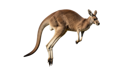 Majestic kangaroo mid-leap captured in striking detail isolated against clean backdrop creating dynamic composition evoking power and agility