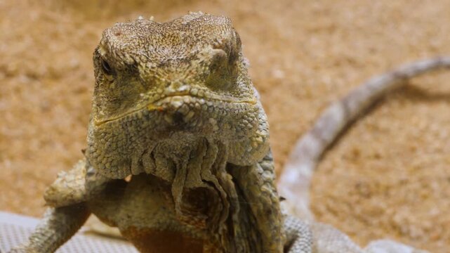 A close up of a lizards head and eye looking around on a sunny day