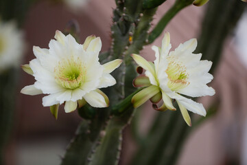 Close up detail of the flower of the night blooming Cereus Cactus