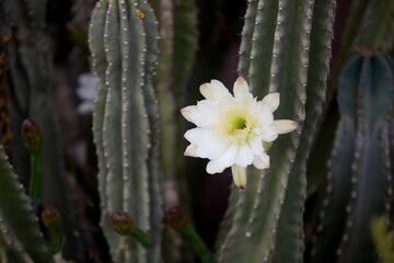 Close up detail of the flower of the night blooming Cereus Cactus