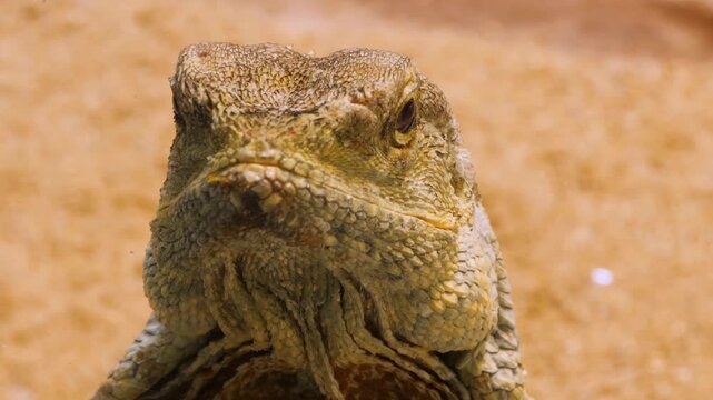 A close up of a lizards head and eye looking around on a sunny day