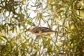 View of a Northern Mockingbird (Mimus polyglottos) seen on a Brazilian Pepper tree