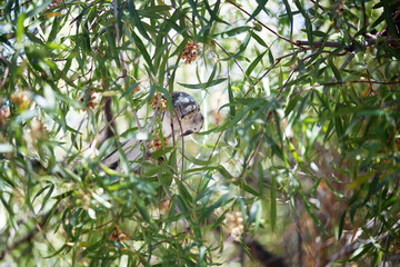View of a Northern Mockingbird (Mimus polyglottos) seen on a Brazilian Pepper tree