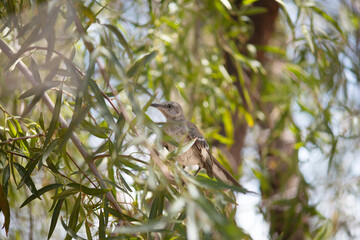 View of a Northern Mockingbird (Mimus polyglottos) seen on a Brazilian Pepper tree