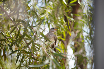View of a Northern Mockingbird (Mimus polyglottos) seen on a Brazilian Pepper tree