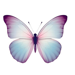 butterfly isolated on white